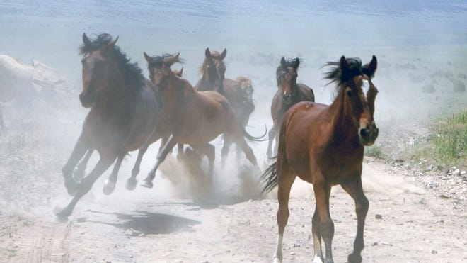 mustang horse1.jpg